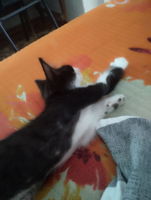 Отдам котёнка в добрые руки