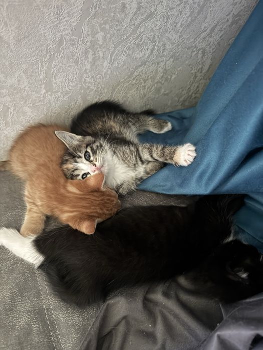 Отдам котят в хорошие руки