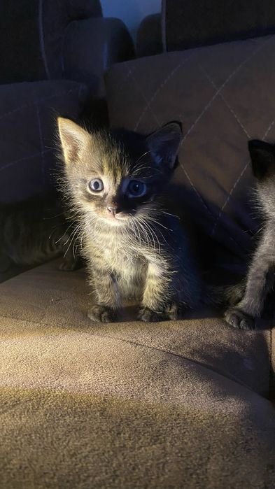 Котята в добрые руки бесплатно!