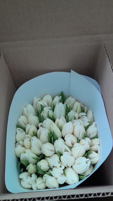 Тюльпаны оптом