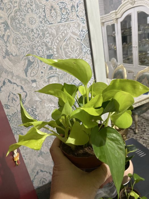 Сциндаптус продаю излишки растения. От 30тыс.сум. Возможен обмен.