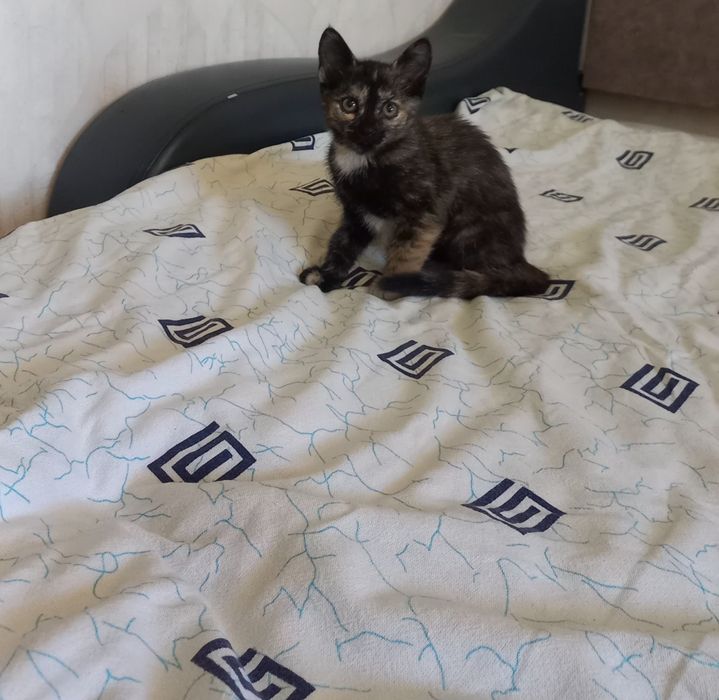 Отдам котят в хорошие руки
