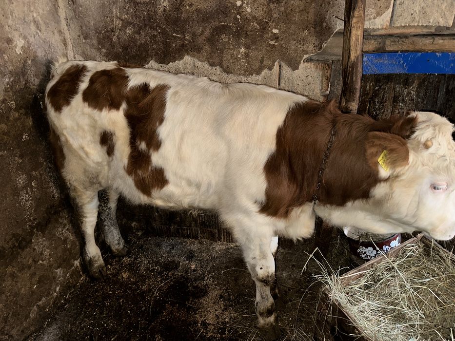 vițel bălțata romaneasca