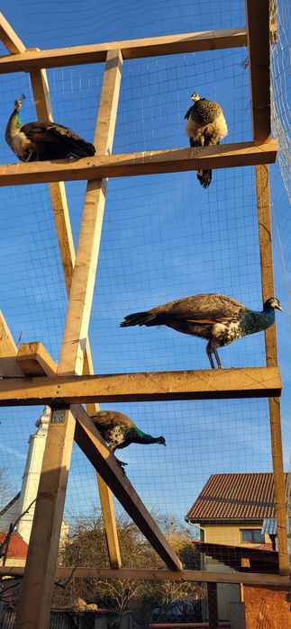 Vând păun purtător de alb 2025