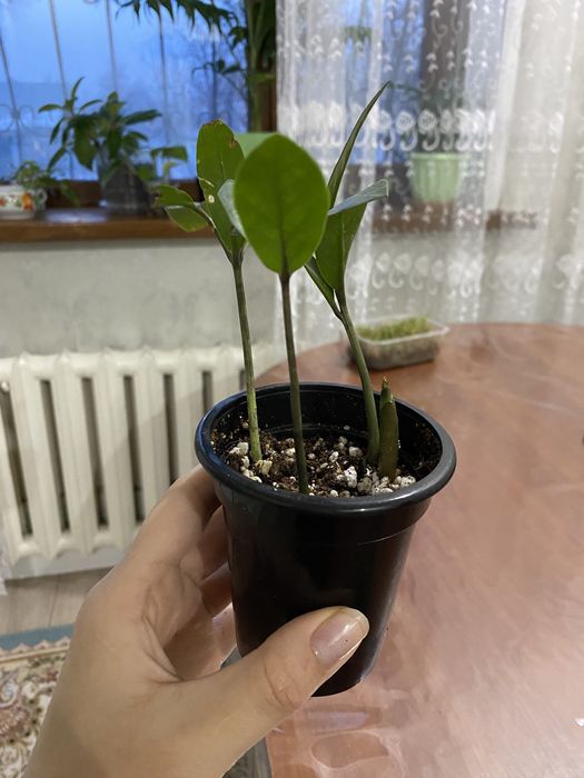 Растения, ростки