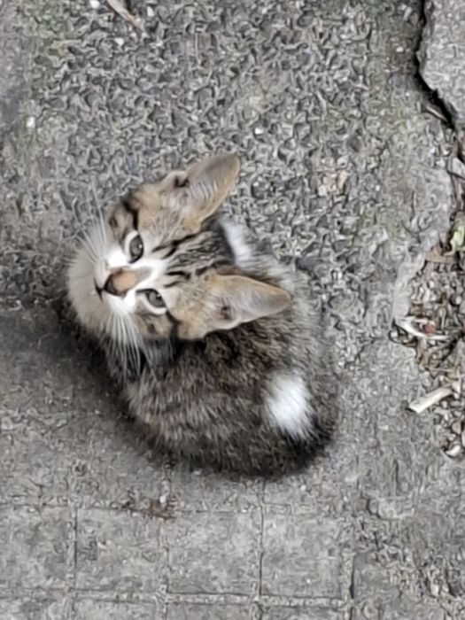 Мъжко котенце на 5 месеца