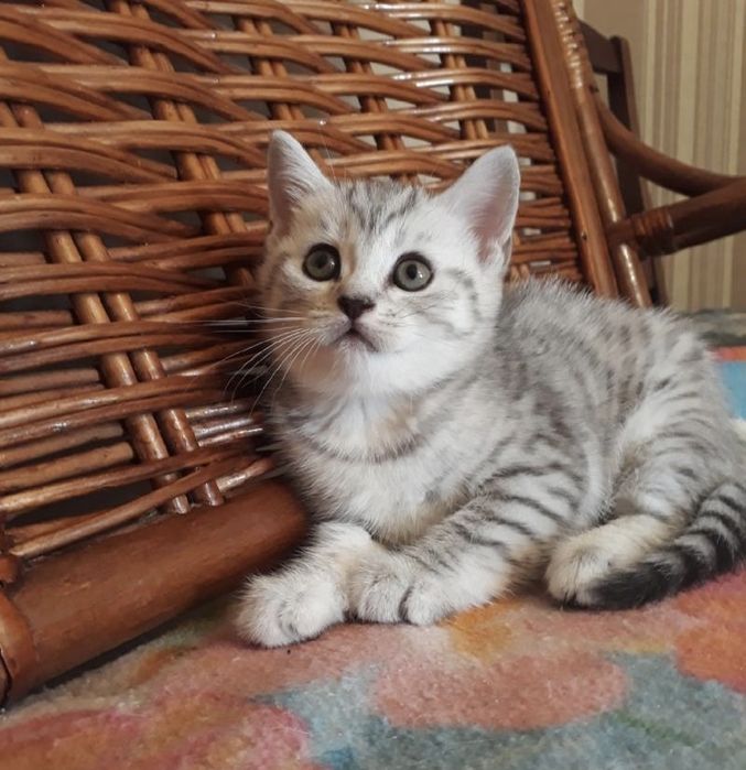 Серебристые Мишутки