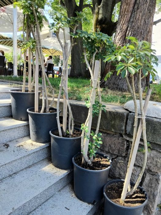 Продавам Шефлера / Schefflera 10 годишна, 170 см. височина, 10 броя