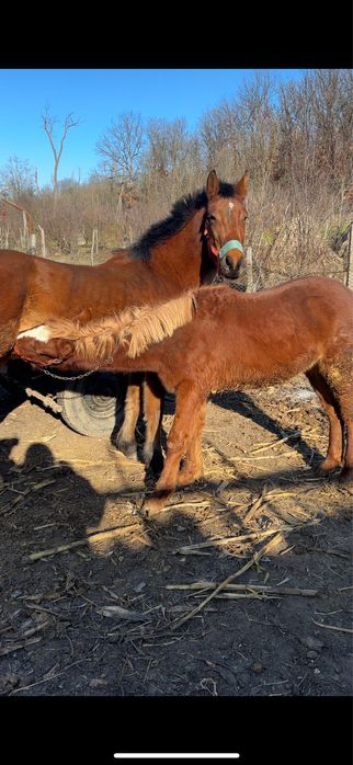 De vânzare manz(armasar) de 8 luni