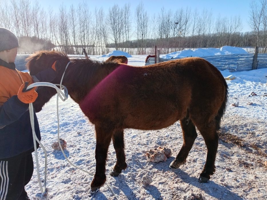 Продам молочную кабылы