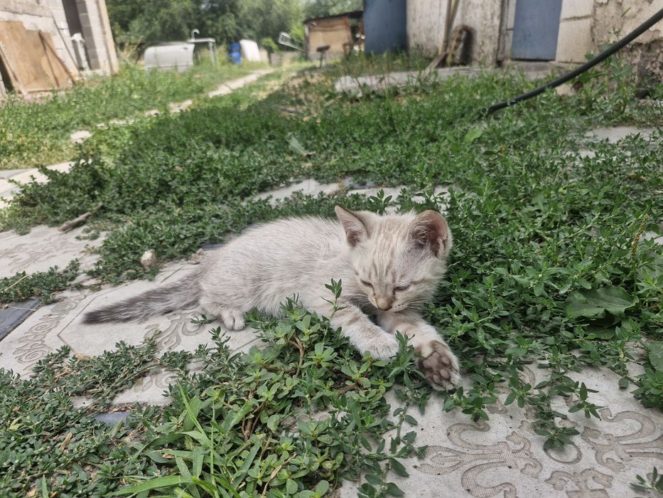 Отдаем котят в добрые руки