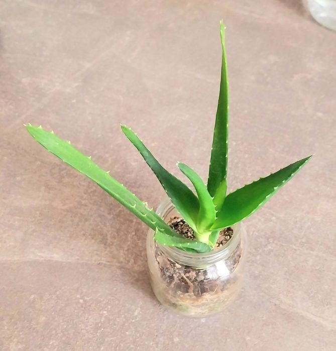 Алое вера издънки