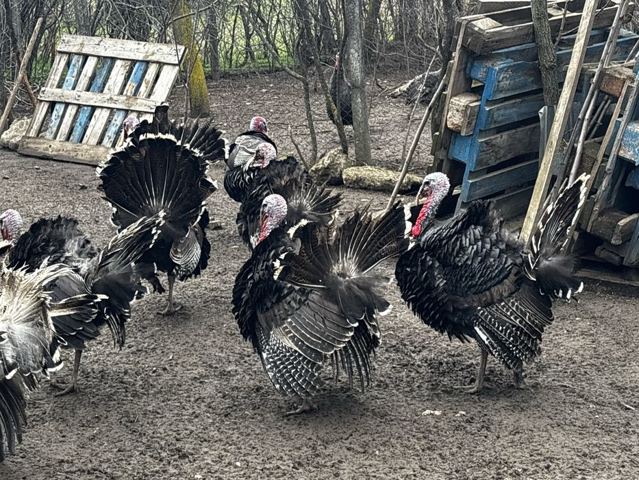 Curcani si curci de vanzare