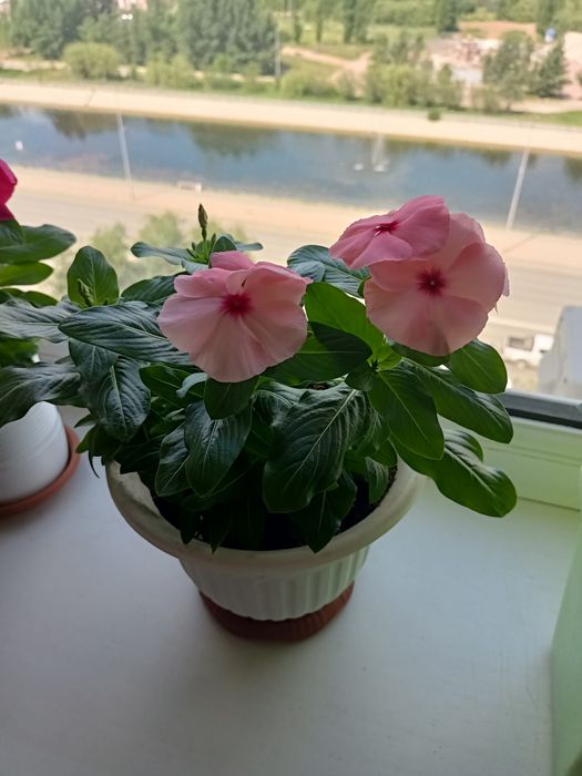 Продам цветы в горшке