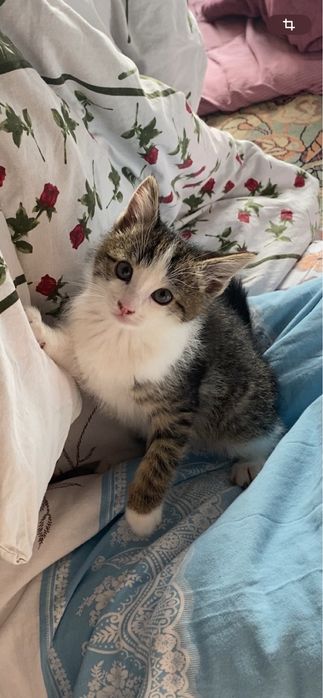 2 месячный котик,мальчик