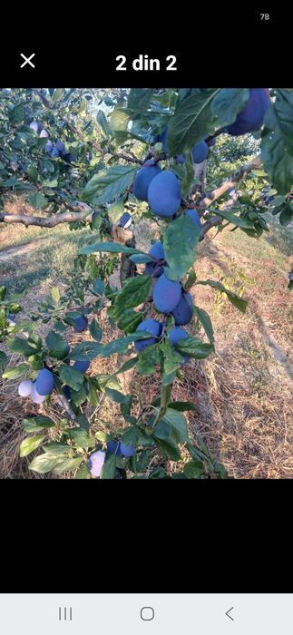 Vand prune Anna speth