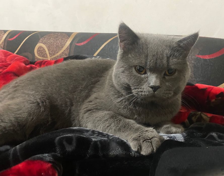 Mushuk skotish strayt