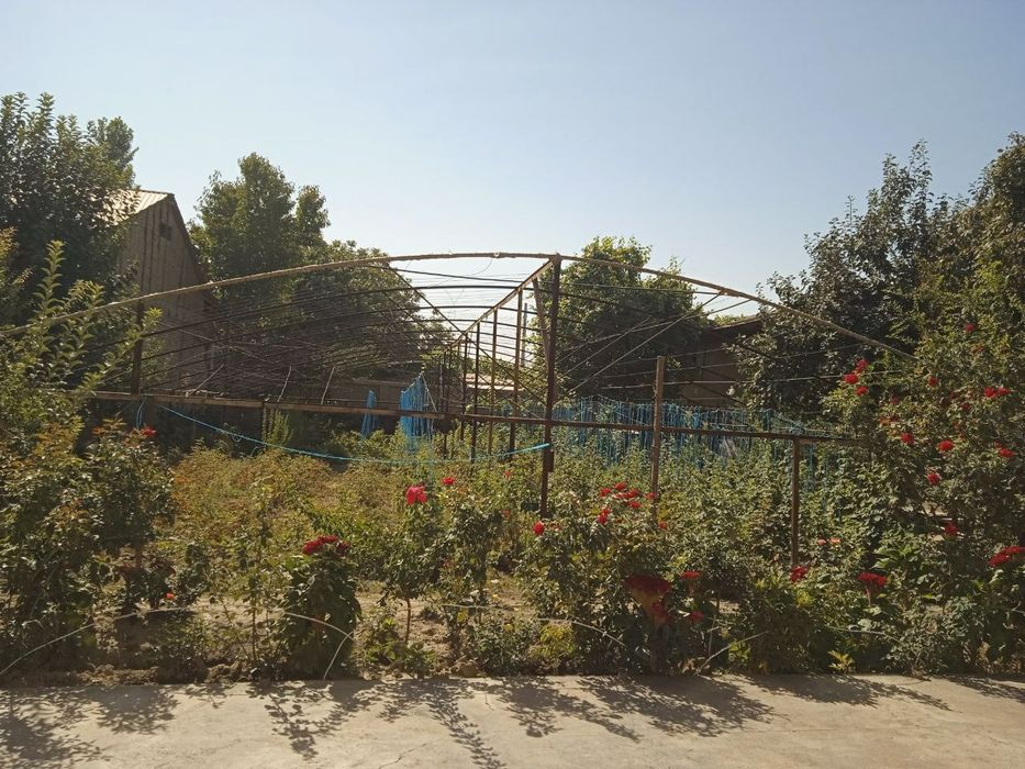Teplitsa,parnik,issiqxona