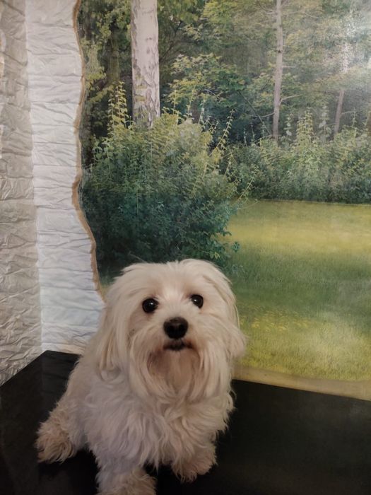 Передержка кошки