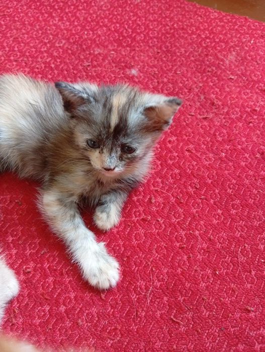 Отдам котят в добрые руки!