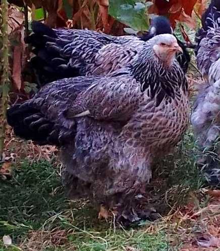 Брама тёмный пух точкалик жужалар сотилади.