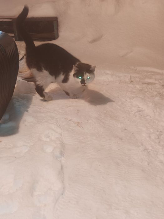 Отдам котят мальчик