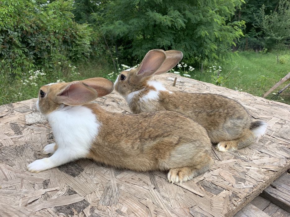 Iepuri hycole francez