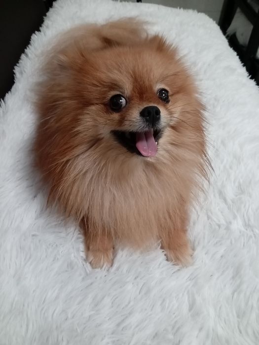 Продам собаку Шпиц