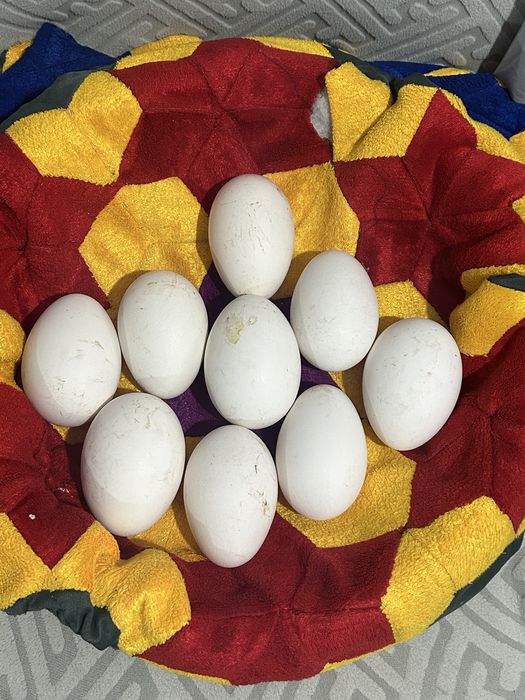 Гусиные яйца инкубатцоные