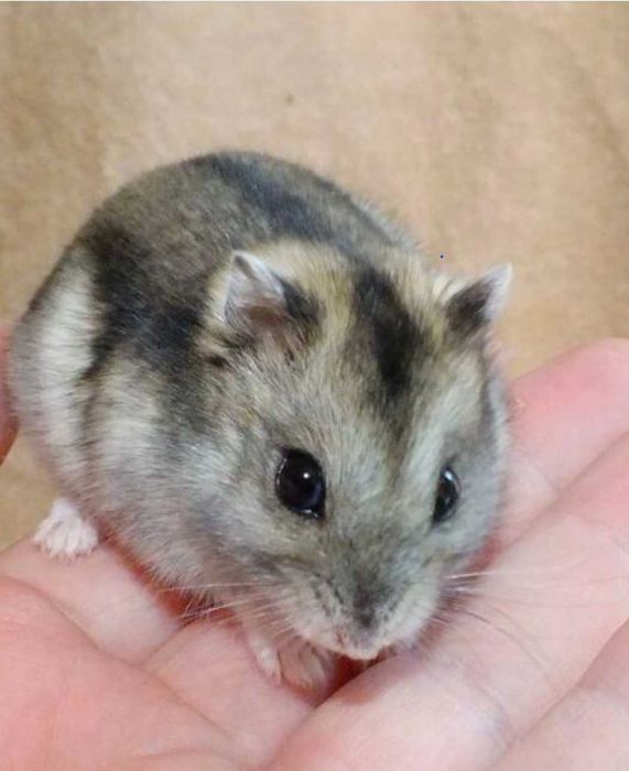 Мини хамстер-подарява се