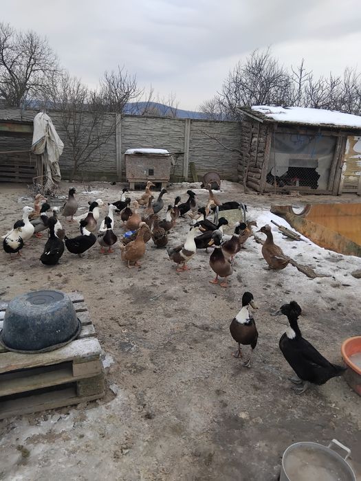 Ratoi cu moț tineri și frumosi