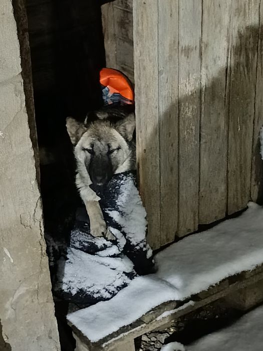 отдам щенка лайка