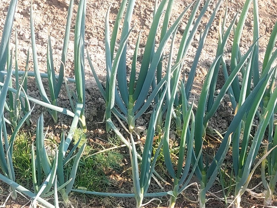 Лук порей, зелёный лук POREY