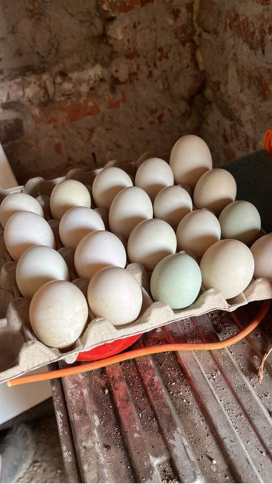 Ouă proaspete de rațǎ pentru consum sau incubat