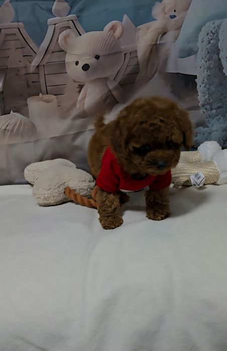 Пудел той с родословие  5 поколения назад