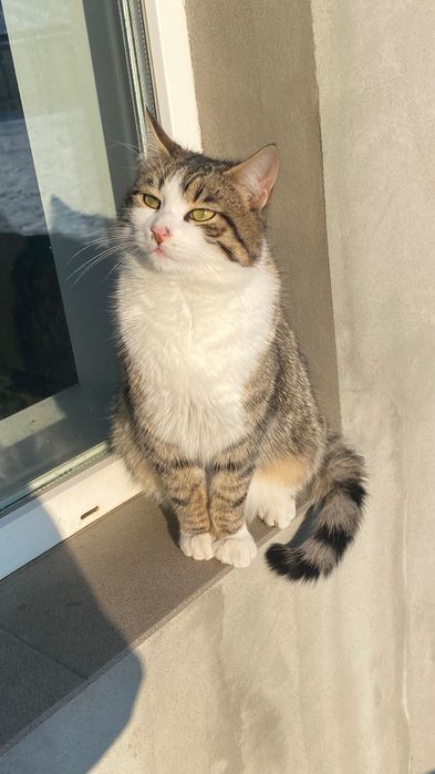 Ofer spre adopție pisici