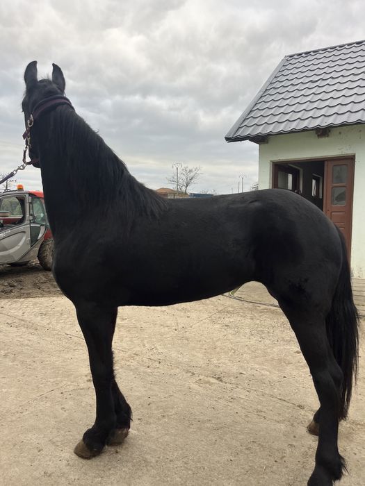 Iapa friesian 3 ani