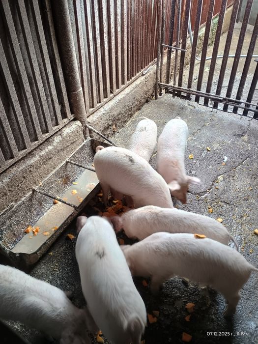 Малки   Прасенца