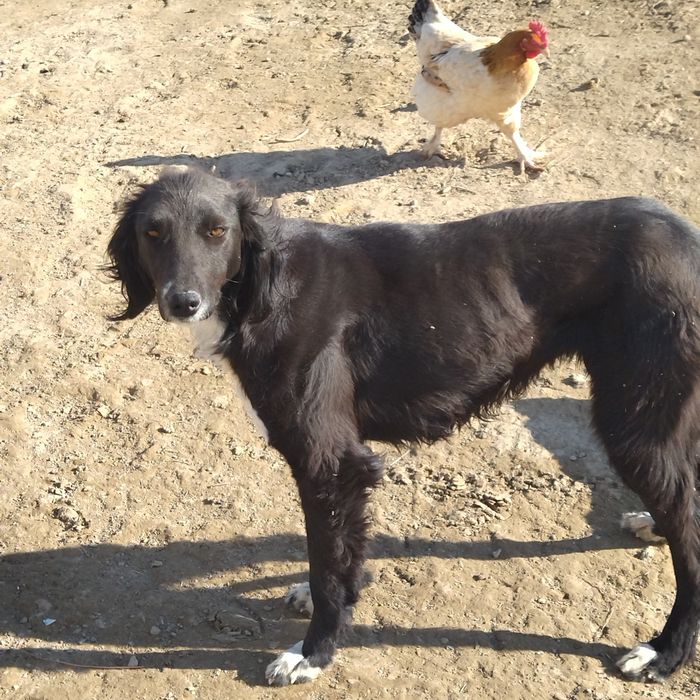 Тазы Ит сатылады