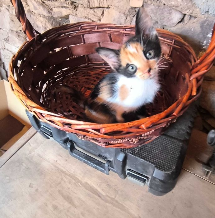 Подарявам котенца