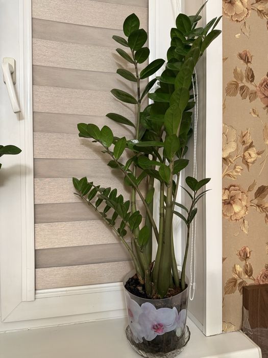 Здоровый, густой фикус