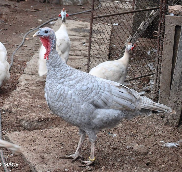 Oua curca pentru incubat sau consum, culoare deosebita lavanda