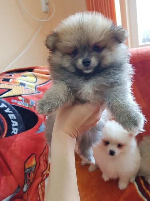 Померан померанчета Гр. София