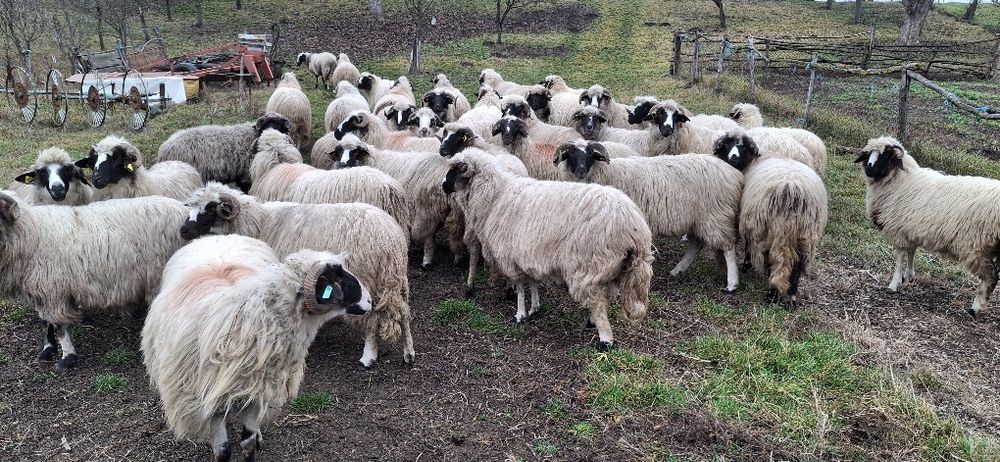 Vând oi breze turcane