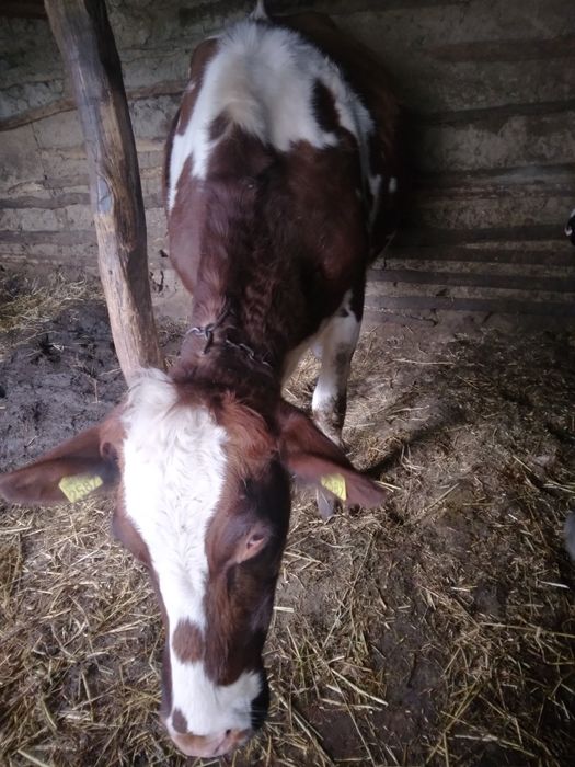 Vând junică de rasă