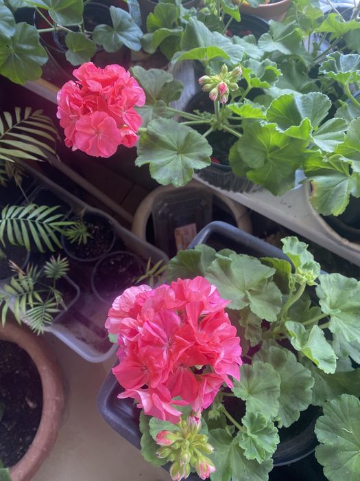 Цветы королевская пеларгония