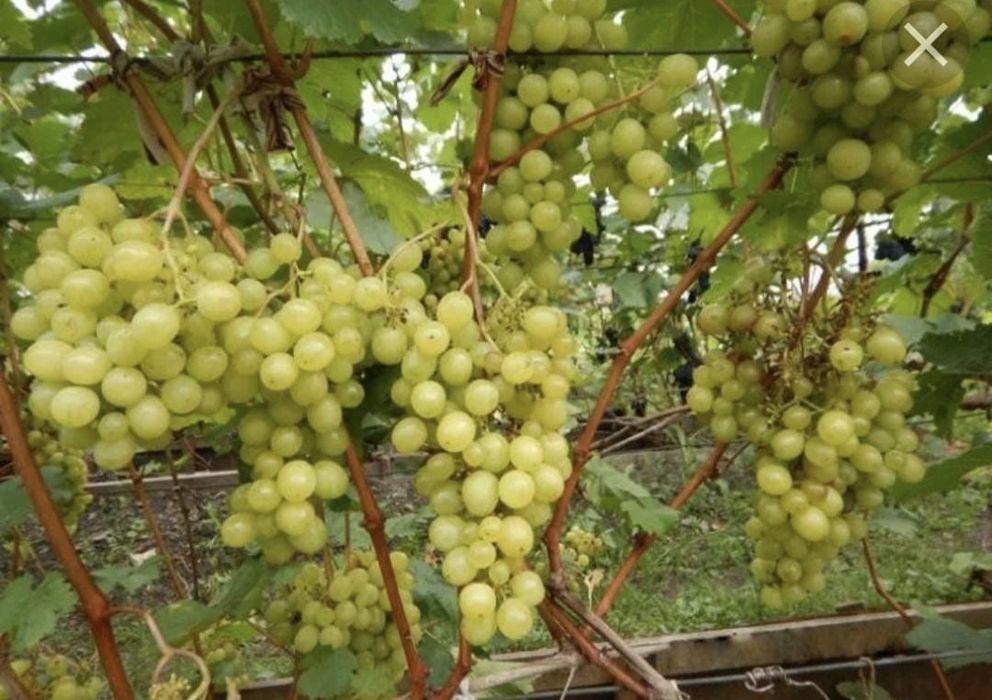 Яблони сливы Груши