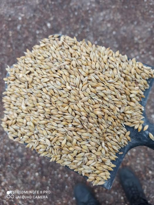 Арпа, бидай, арпа    уак