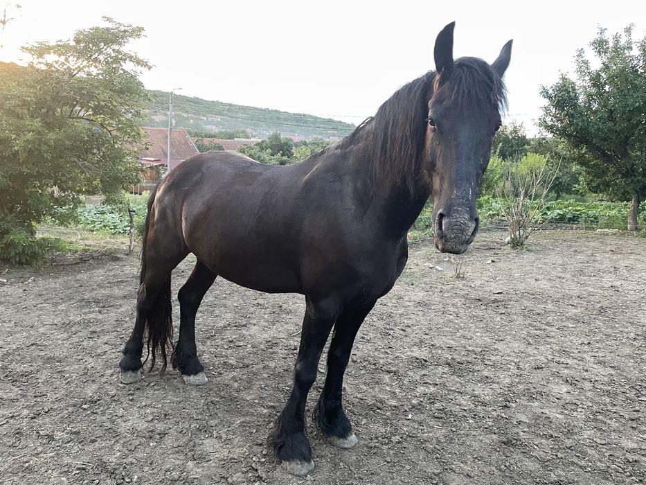 Iapa friziana  gestanta si manz