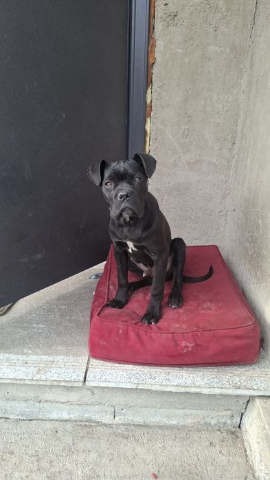 Продаю Кане корсо